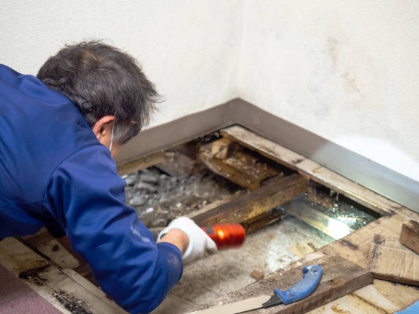 Best Mold Cleaning Services  in Foley, MN