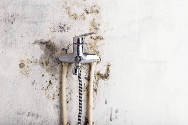 Best Emergency Mold Removal  in Foley, MN