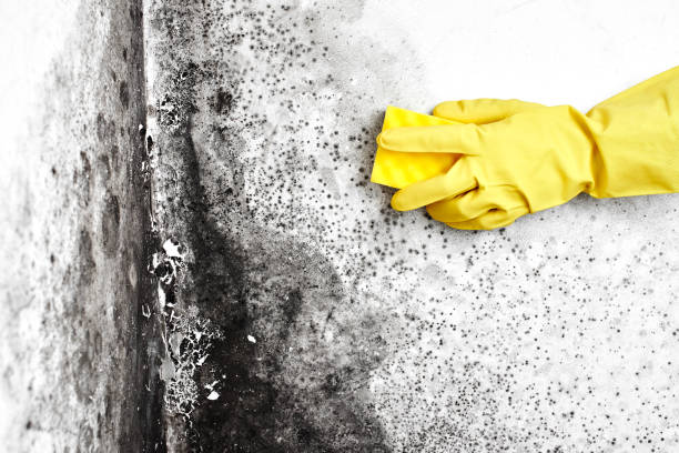 Best Black Mold Removal  in Foley, MN