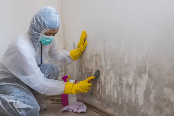 Best Affordable Mold Removal  in Foley, MN