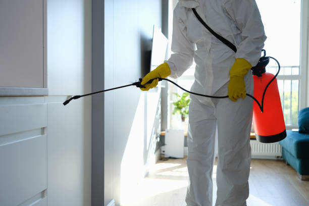 Best Mold Removal and Inspection  in Foley, MN