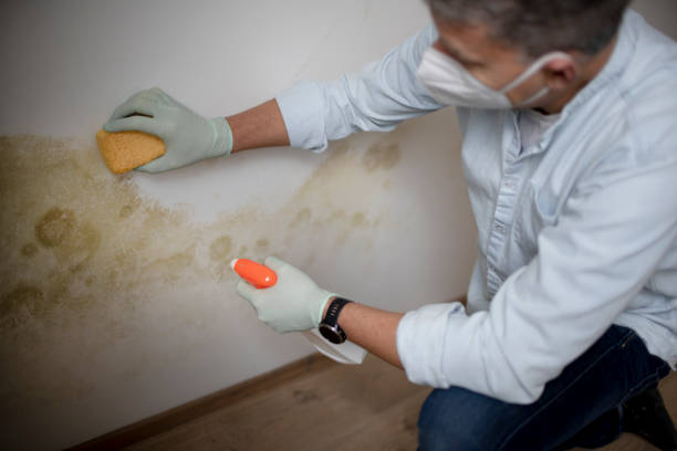 Best Mold Remediation  in Foley, MN