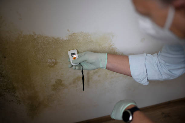 Best Emergency Mold Removal  in Foley, MN