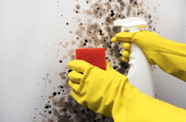 Best Toxic Mold Removal  in Foley, MN