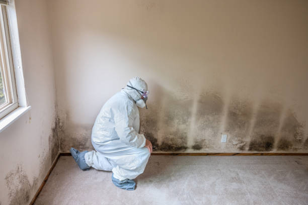Best Black Mold Removal  in Foley, MN