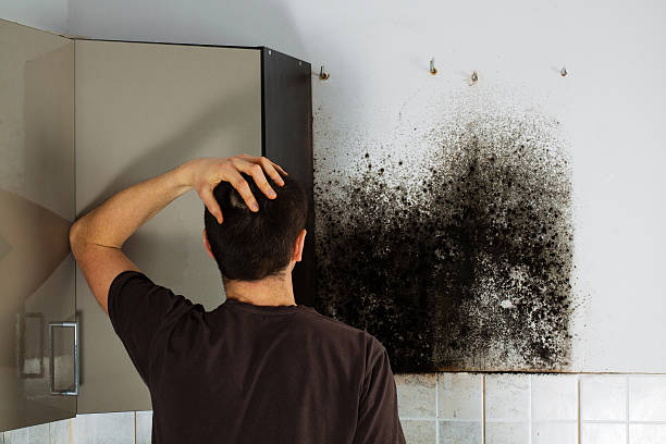 Best Mold Remediation Services  in Foley, MN