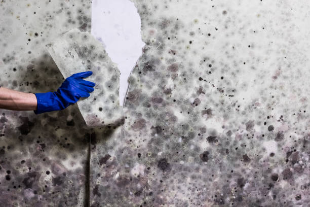 Reliable Foley, MN Mold Removal Solutions