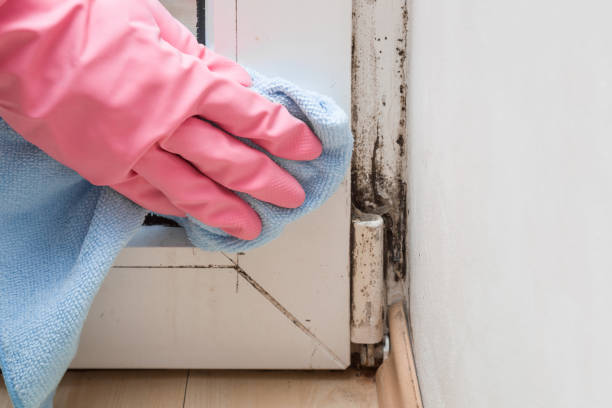Best Office Mold Removal Services  in Foley, MN
